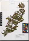 Salix canariensis C. Sm. ex Link